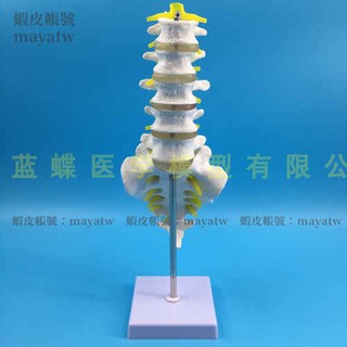 人骨模型 優惠推薦 21年1月 蝦皮購物台灣