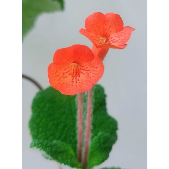 泡葉岩桐 塊根植物 美葉美花 療癒 再贈1小 蝦皮購物