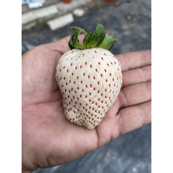 大自然種苗園～雪芹白草莓2.5吋盆走莖苗