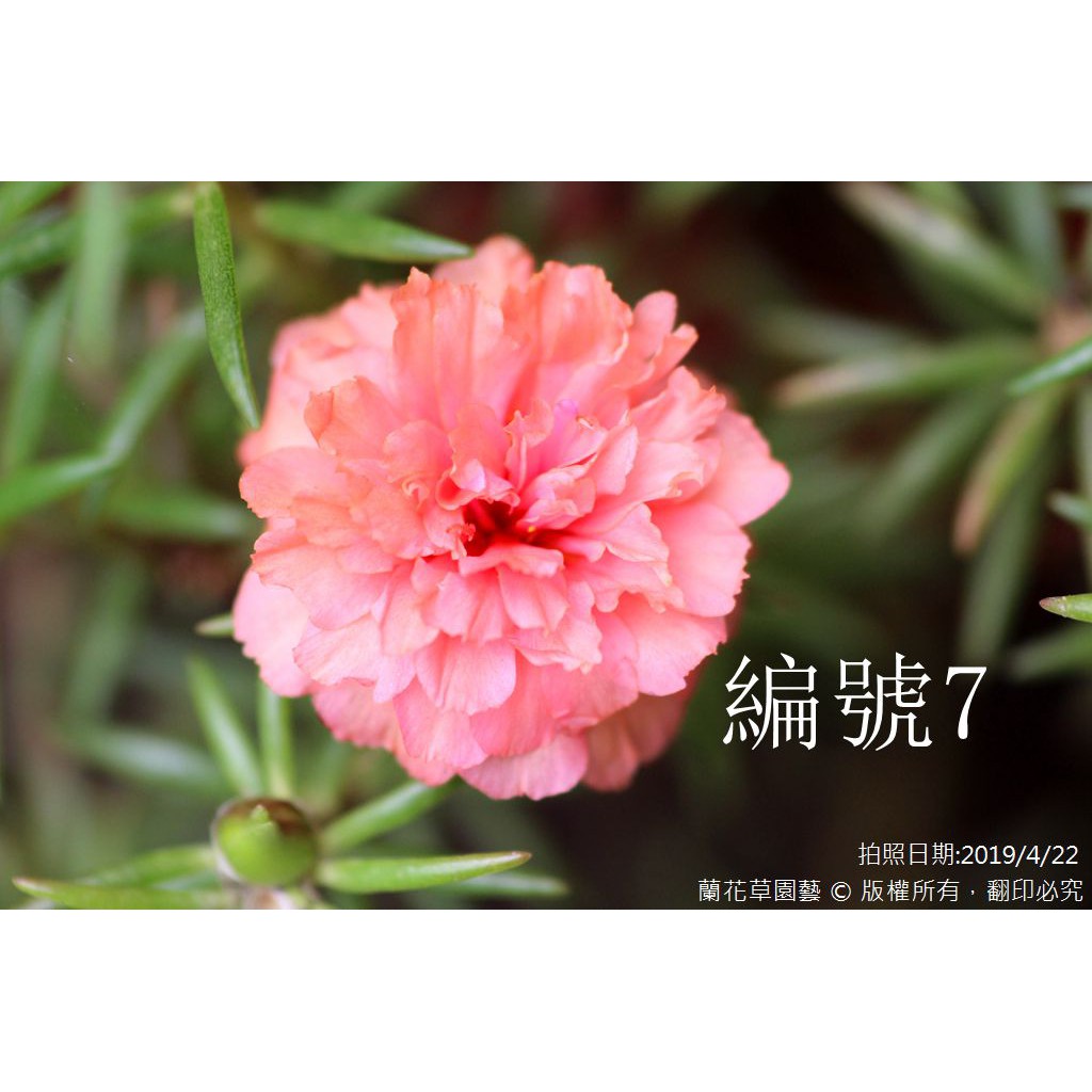 1吋迷你盆|編號7|松葉牡丹(桃紅重瓣)|多肉植物|蘭花草園藝