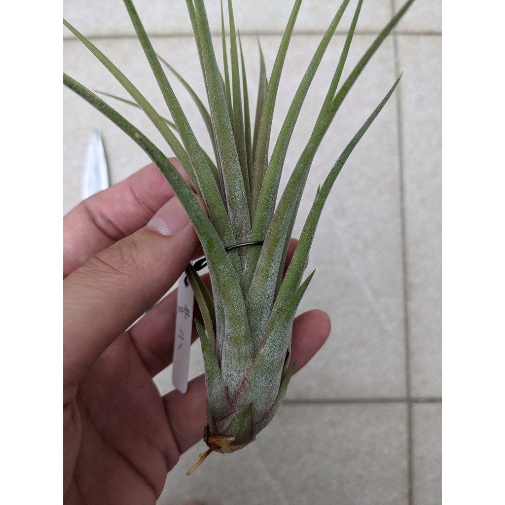 空氣鳳梨 Tillandsia ionantha x fasciculate 小精靈x費西 B