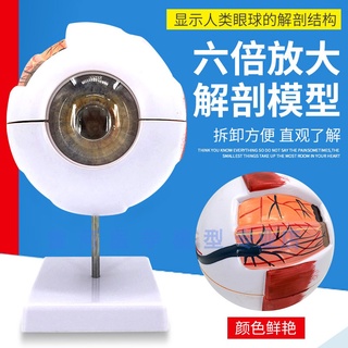 醫學教具 正品高階專業版醫用人體眼球解剖模型眼睛解剖結構五官眼科模型 人體模型 SSS
