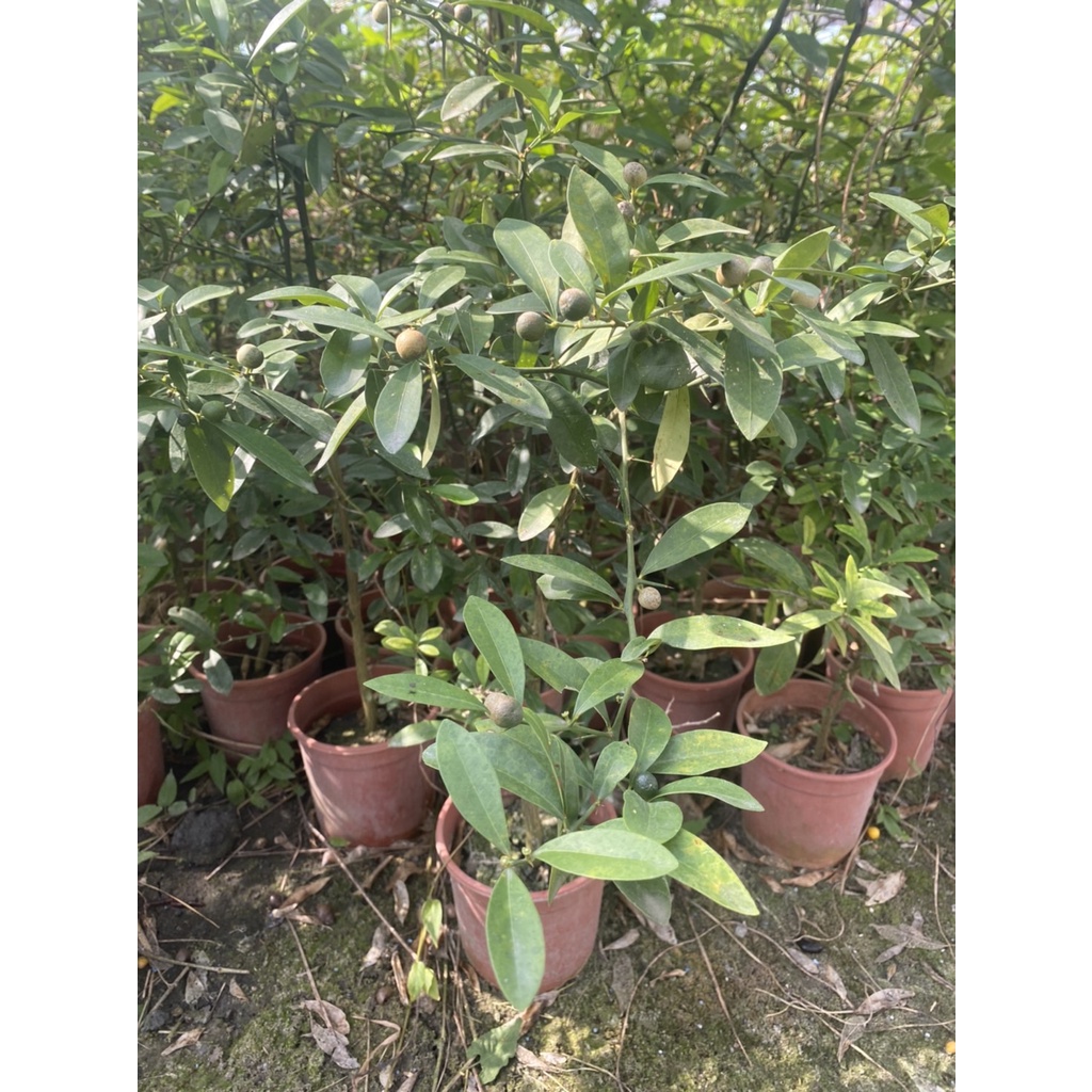 特價 金豆柑 2年生素材5吋盆 隨機出貨