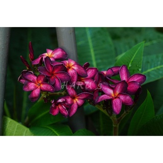 【HARU's】紫色光輝 雞蛋花/緬梔花/Plumeria/枝條/盆栽/植栽