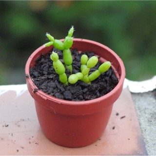 小木偶 (1寸) 多肉植物 療癒植物 觀葉植物【花樣渼栽盆栽生活館🌿】