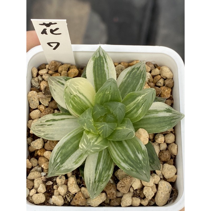 Haworthia ハオルチア花火オブツーサ錦 蝦皮購物