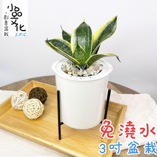 【小品文化】虎紋金邊虎尾蘭【現貨】3吋鐵架免澆水盆栽 懶人盆栽 觀葉植物 室內植物 自動吸水 創意花盆 居家辦公盆花