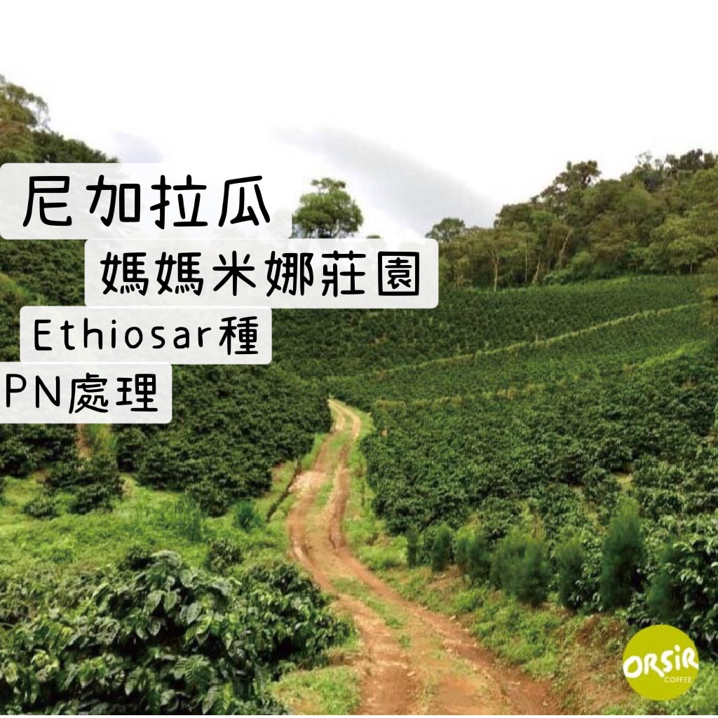 【咖啡豆】尼加拉瓜 媽媽米娜莊園 Ethiosar種 PN處理 【ORSiR 歐舍咖啡】