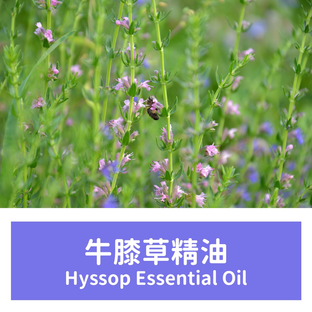【馥靖精油】牛膝草精油 Hyssop Essential Oil