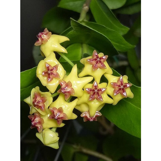 毬蘭 123-密葉毬蘭(皮卡丘)Hoya densifolia