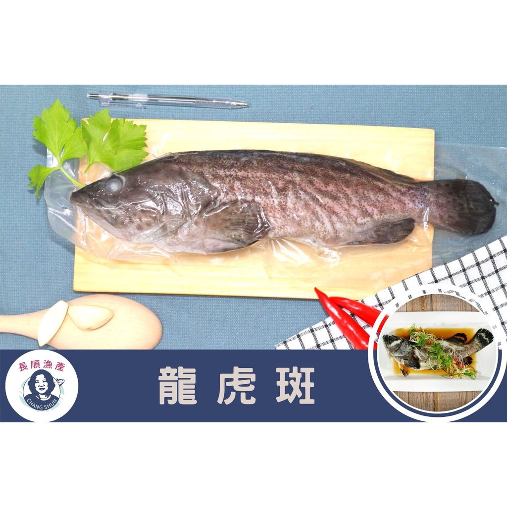 【長順漁產】台灣養殖石斑魚|龍虎斑|500g±10% $299|三清(去鱗、去鰓、去內臟)|