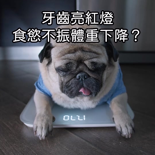 【汪汪寶貝】寵物關節保健營養品-增骨力PLUS+ (犬貓適用) 升級配方  MSM+軟骨素+葡萄糖胺