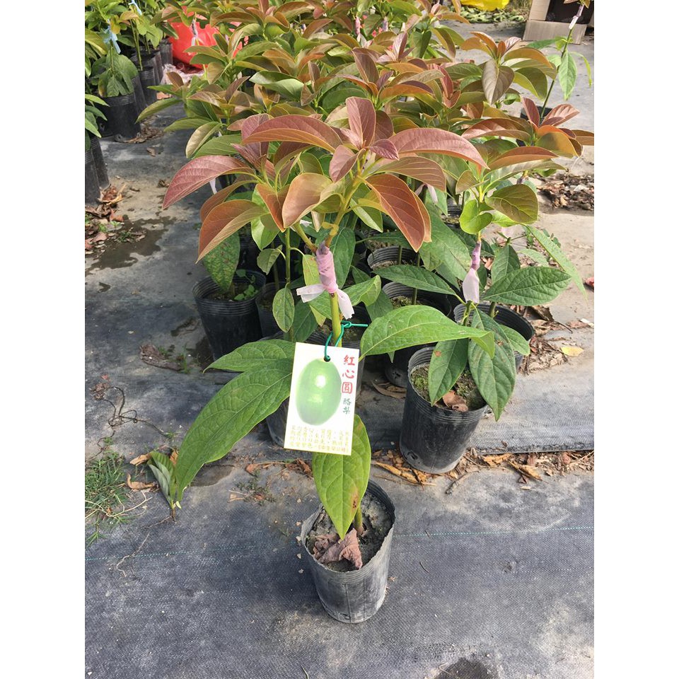 華順農園 紅心圓酪梨嫁接苗 哈斯 黑美人 紅心圓hass 酪梨 蝦皮購物