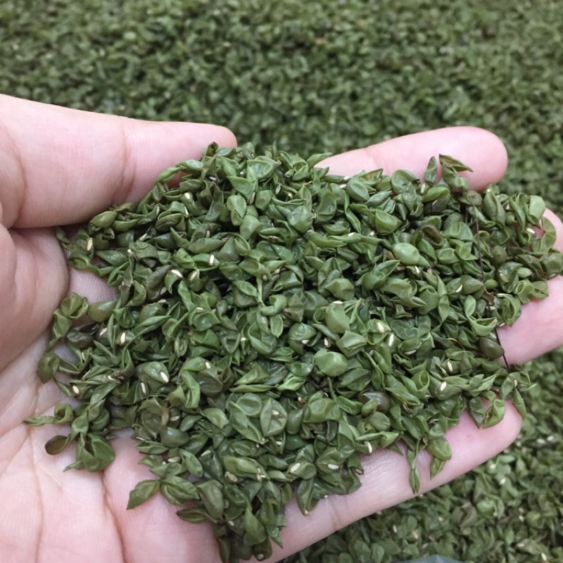 南台灣 手工日曬 自產自銷 預購中 天然綠豆殼枕頭 蝦皮購物