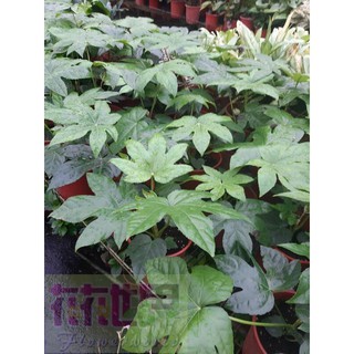 (缺貨中) 花花世界_常綠灌木*八角金盤苗5-6吋25~40cm