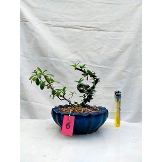 小品系列 優惠推薦 22年7月 蝦皮購物台灣