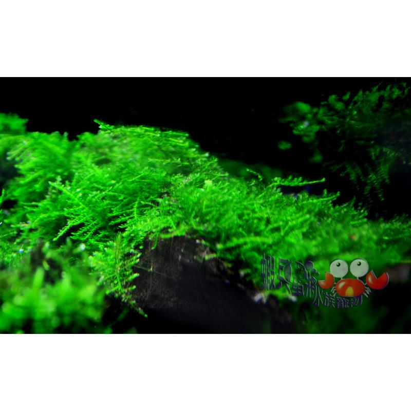 蝦兵蟹將 水草造景 小三角莫斯 沉木 單組 前景草中景草苔蘚類陰性水草南美莫絲默思默絲入門級初學者