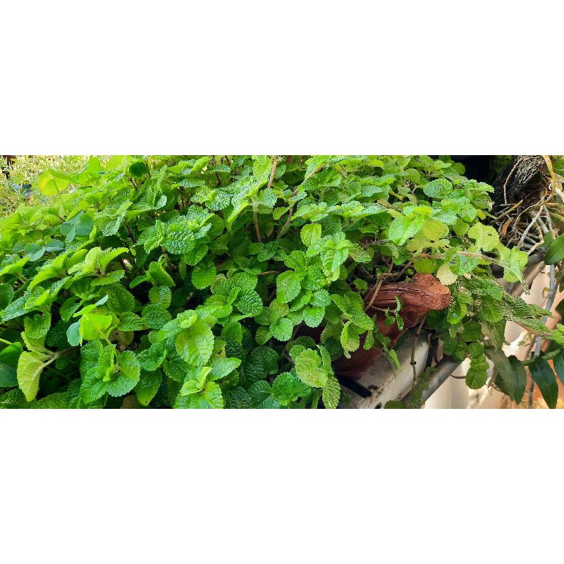 夏綠蒂 懶人植物 蔓性冷水花pilea Nummulariifolia公分莖段10條 貓狗用品飼料專賣歡迎洽詢 蝦皮購物