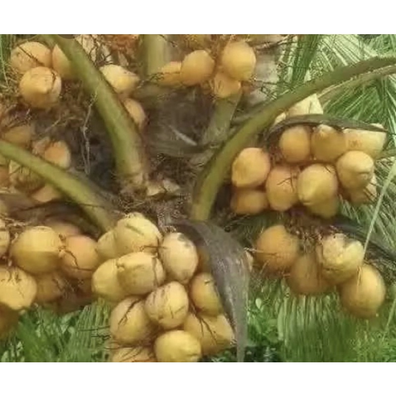 景宏種苗園～矮種黃金早生矮種椰子苗《又稱香水椰》訂購15棵在送1棵