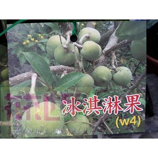 水果苗 白柿 (冰淇淋果)嫁接苗 4吋盆高約20cm果肉柔軟香甜【花花世界玫瑰園】