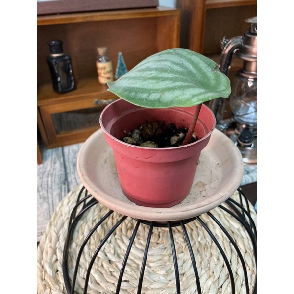 植葉訓練^_^大葉西瓜皮椒草（穩根）特價中