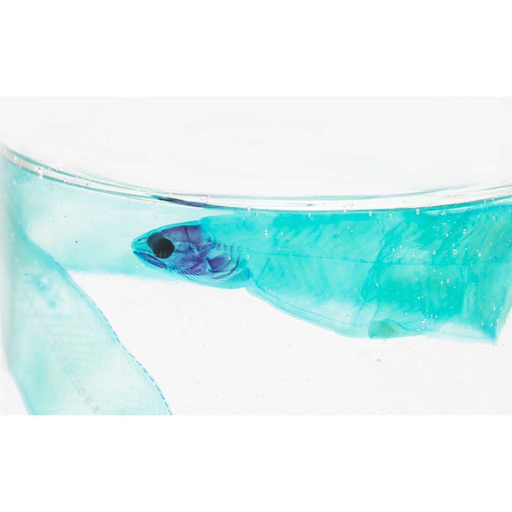 海琉工作室 透明生物標本 柳葉鰻congridae 蝦皮購物