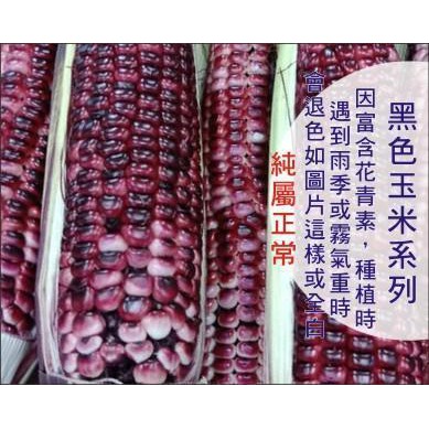 黑武士玉米種子 果粒紫黑富含抗氧化花青素 口感q彈無渣感 甜度比一般糯玉米高 小包裝 園藝倉庫
