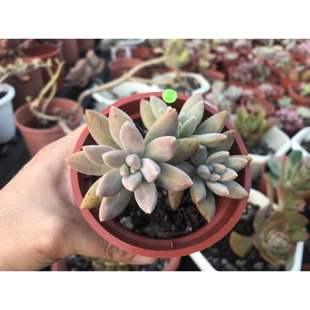 多肉植物秋麗種在3吋盆 蝦皮購物