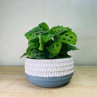 🔵 INS北歐點點藍矮款水泥寬口盆｜觀葉植物 寬口花盆 多肉組盆 園藝造景 桌面擺飾 臺灣現貨
