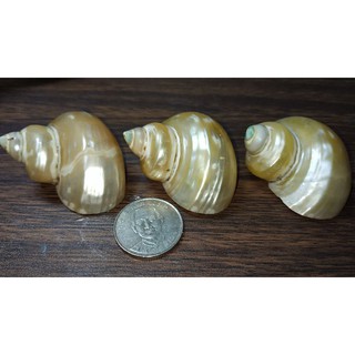 寄居蟹替換殼，天然貝殼，月光螺