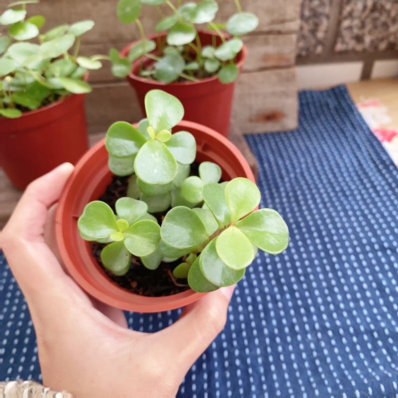 銀杏木 樹馬齒莧 3吋盆 多肉 多肉植物 招財 祝福 送禮 莎莉農園 花與香草 蝦皮購物