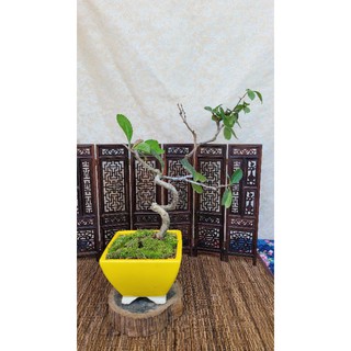 長壽梅盆栽的價格推薦 21年7月 比價撿便宜