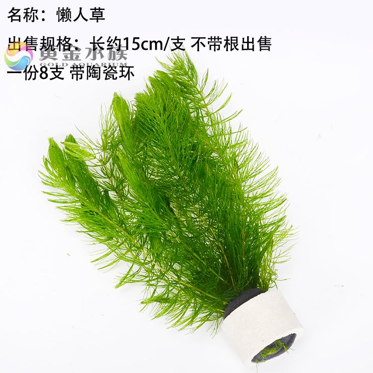 魚缸造景 養魚必備 包郵蜈蚣草懶人水草金魚藻熱帶魚缸造景蝦缸草缸懶人草易養易活 蝦皮購物