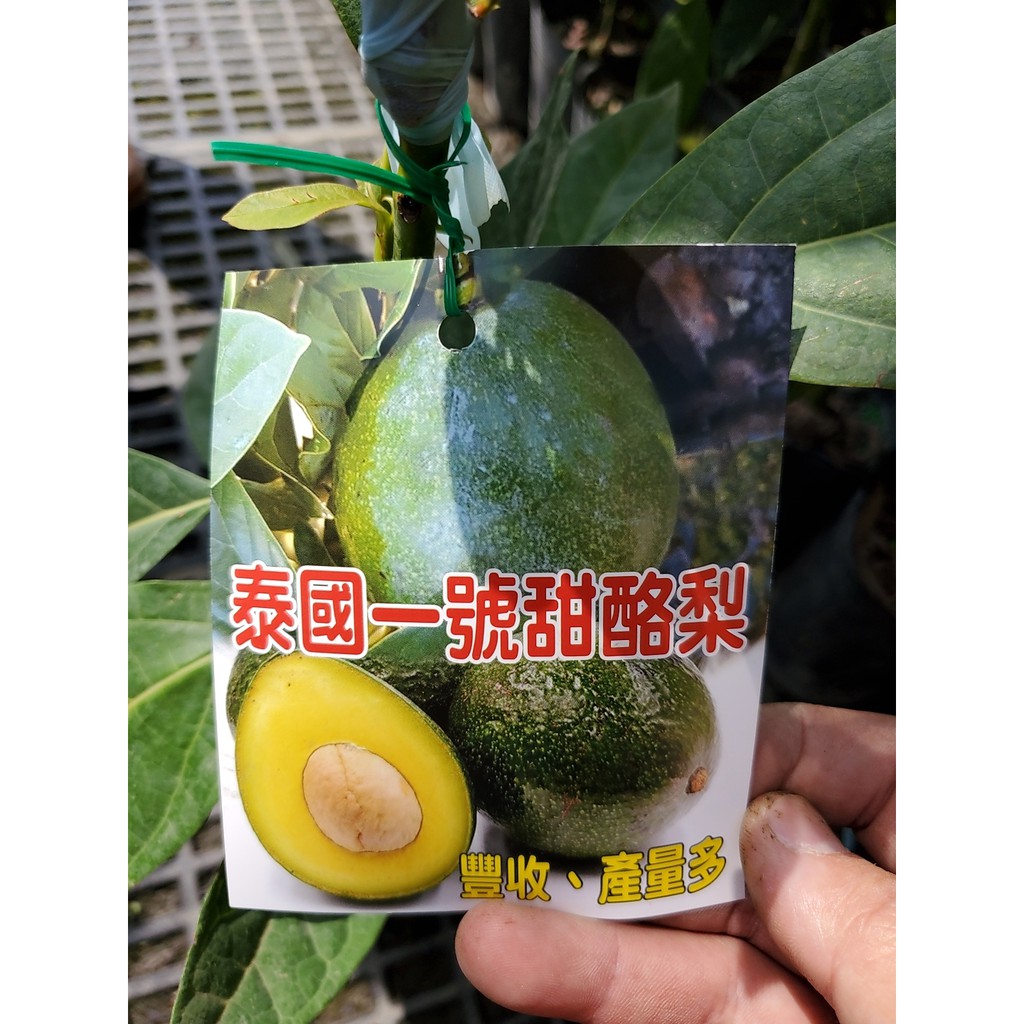李家果苗泰國一號甜酪梨5吋盆嫁接苗早生a花品種高度30 40公分單價700元特價600元 蝦皮購物