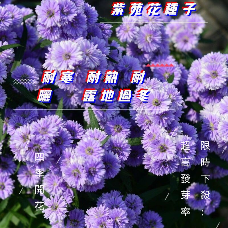 宛宛baby 紫苑花種子四季開花 蝦皮購物