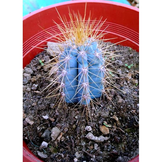 3.5寸盆 藍柱 金青閣 墨西哥藍色仙人掌 仙人柱 沙生植物 仙人掌