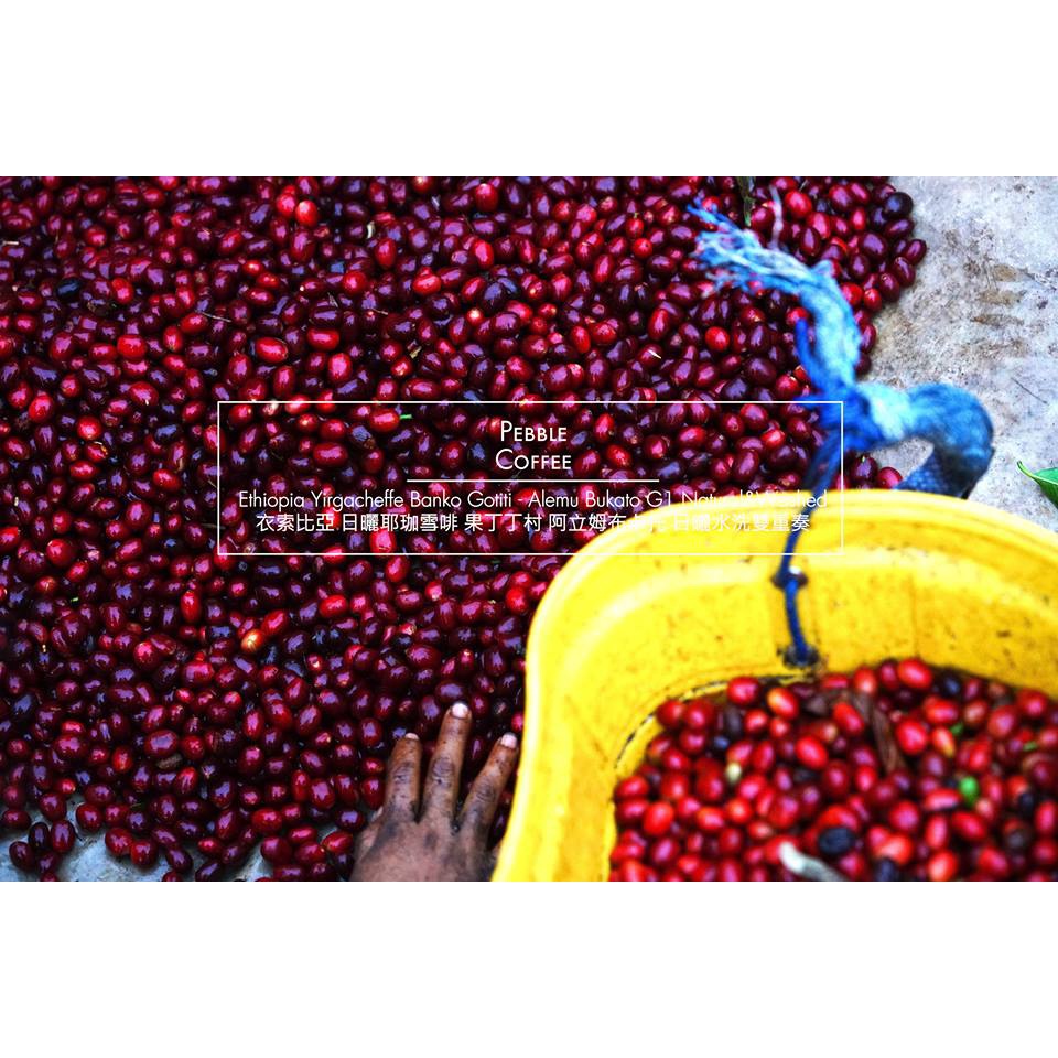衣索比亞 耶加雪菲G1  果丁丁合作社 生豆 500 克/ 1公斤代烘 &lt;晨咖啡生豆&gt;