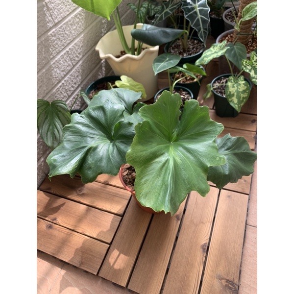 （缺貨）斑葉小天使 裂葉蔓綠絨Philodendron selloum "variegated"