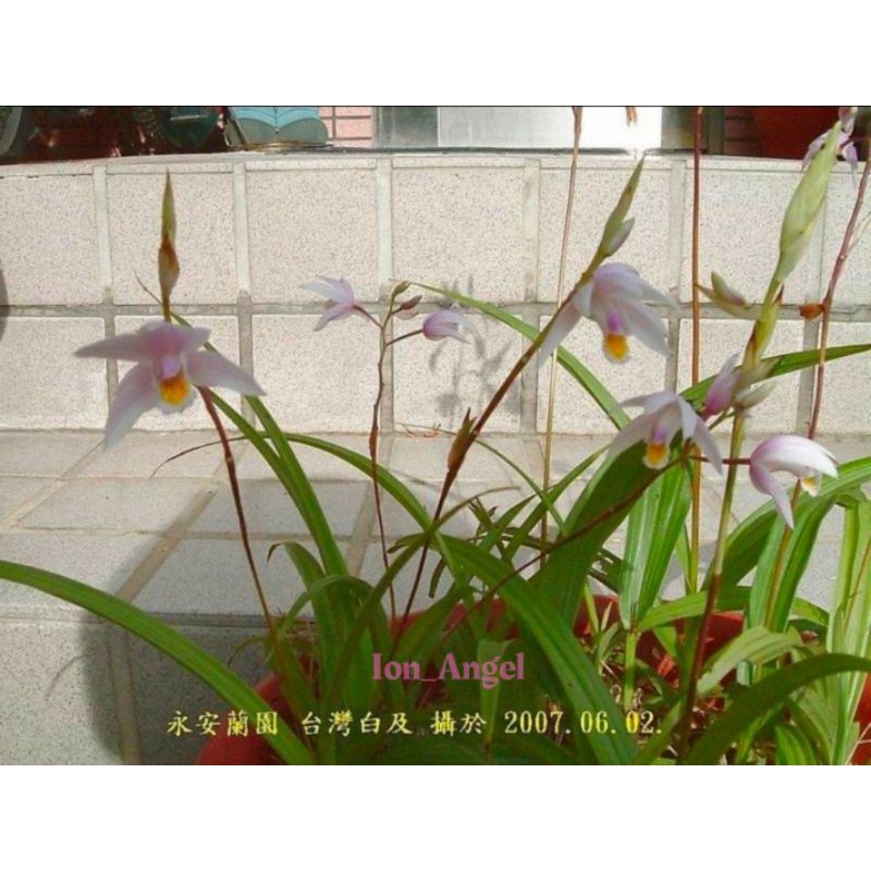 永安蘭園 台灣白芨 種苗  一組三苗 蘭花 藥用植物 台灣原生種 及Bletilla formosana