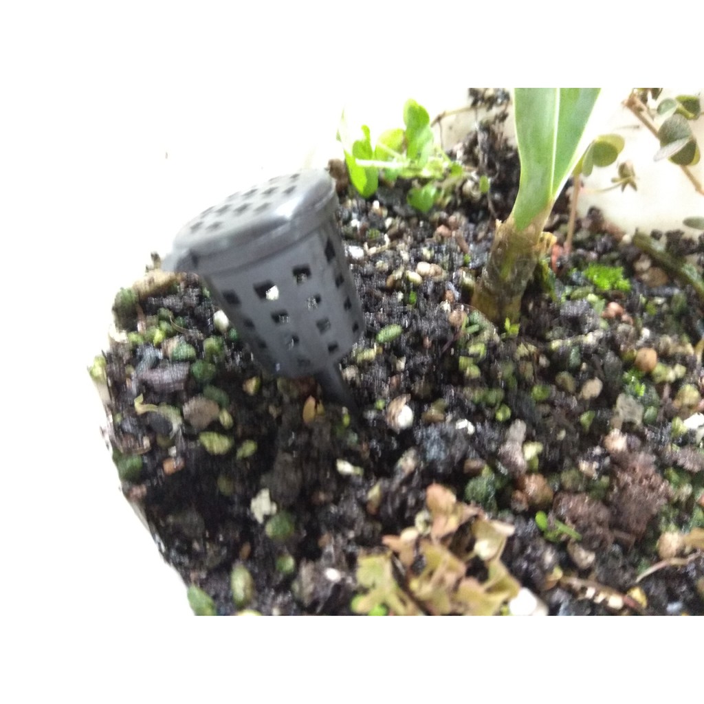 大肥料盒買8送1肥料不會亂跑 多肉 石斛 肥料 盆栽 蘭花 植物 蝦皮購物