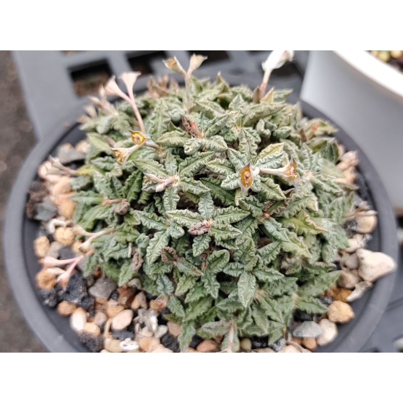 塊根/圖拉大戟Euphorbia tulearensis 鮮採種子（超取）