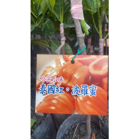 景宏園藝-水果苗/早生品種/泰國紅/哈密瓜味波羅蜜/4.5吋盆/高度50～55