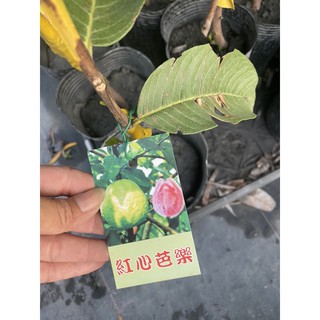 霏霏園藝 紅心芭樂靠接苗。一棵特價180原價180元