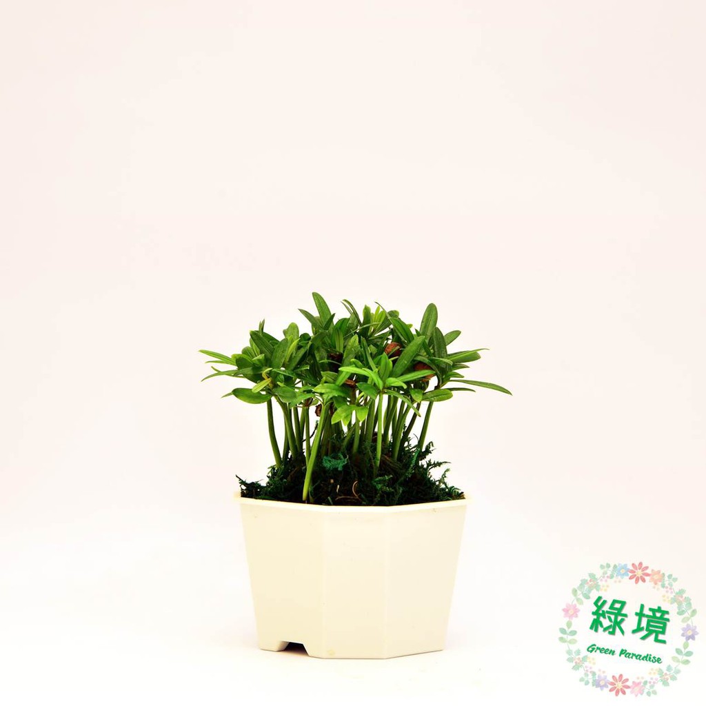 綠境盆栽園藝防小人羅漢松仙柏小品室內植物招財 蝦皮購物