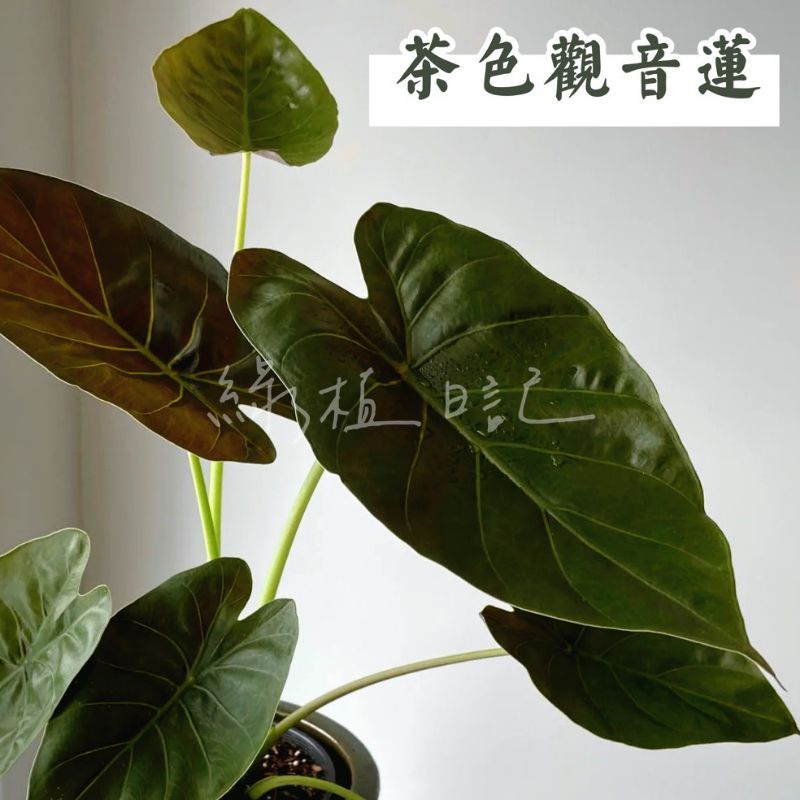 綠植日記 茶色觀音蓮 富貴盾葉海芋 紫葉背盾海芋 溫蒂海芋 Alocasia Wentii 觀葉植物 蝦皮購物