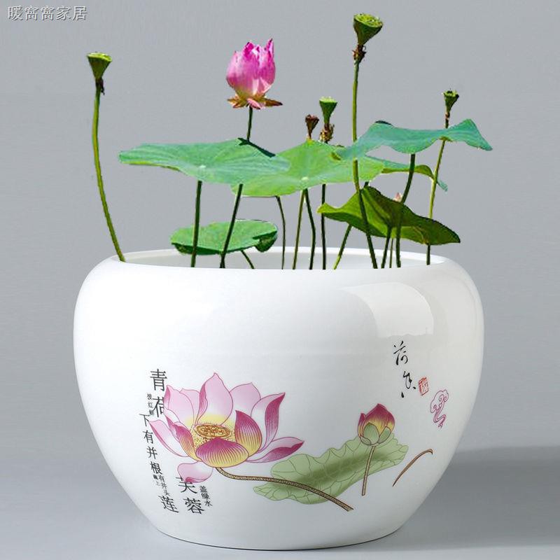 印刷可能 睡蓮青 睡蓮青花言葉