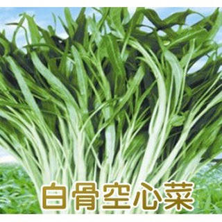 蔬菜種子 白莖蕹菜 白骨空心菜種子 可水耕 土耕 清脆爽口 容易栽種 短期收成 新手最佳【花園城堡】