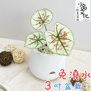 【小品文化】草莓之星【現貨】3吋雪胖盆 懶人盆栽 加水更方便 觀葉植物 室內植物 自動吸水 水培 創意花盆 居家