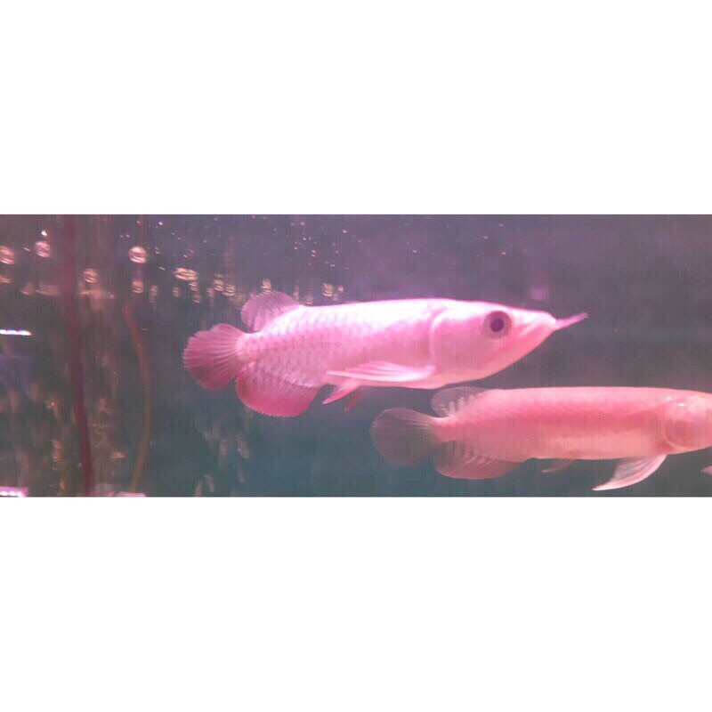 海陸空家族 高背紅尾金 蝦皮購物