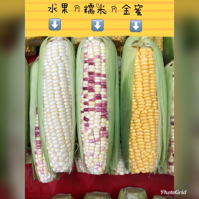 彩色qq糯米玉米帶殼7隻下單 蝦皮購物